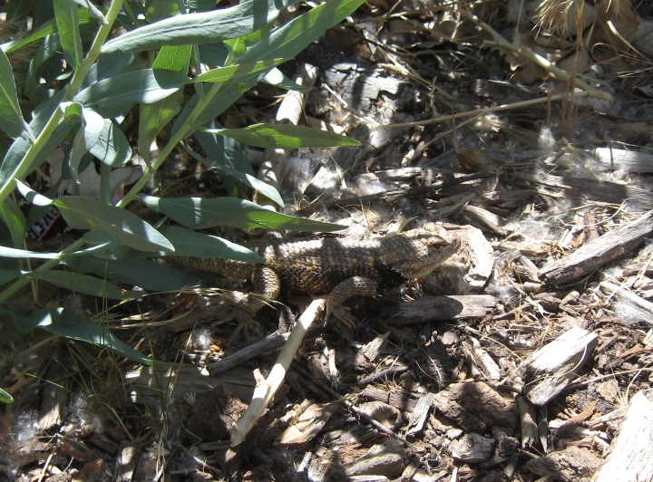 Spiny Lizard